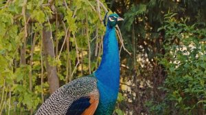 (4K) Breathtaking Colorful Birds of the Rainforest 2 Wildlife Nature Film + Jungle Sounds 90 Minute