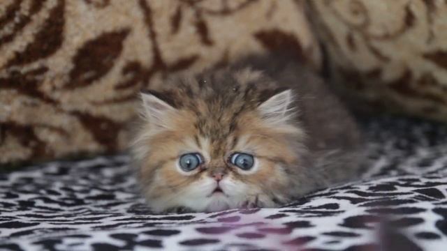 Котенок персидской шиншиллы. Золотой котик.