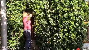 Виноград девичий  летняя обрезка