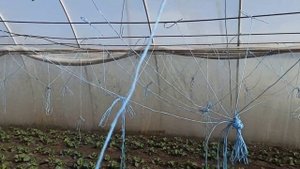 Ранняя капуста в теплице