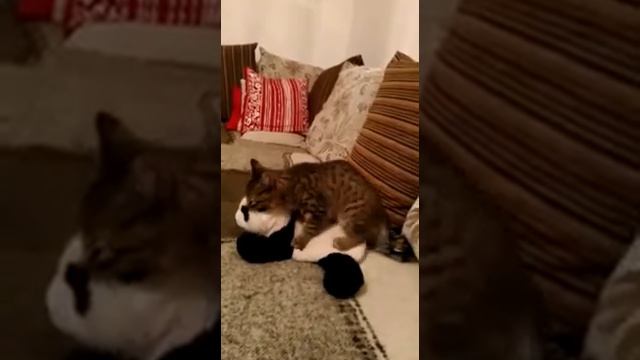 Панда и кот Тимоша смотреть онлайн