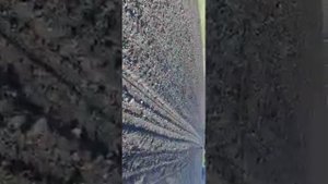 посадка картофеля самодельным  минитрактором.