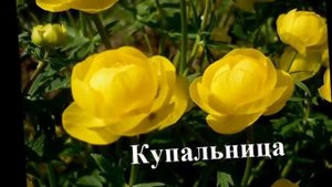 Самые неприхотливые цветы для сада Фото+название