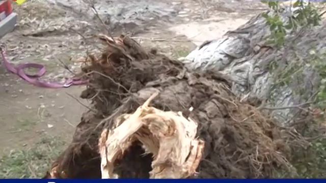 В последствии сильного ветра в Дербенте упало старое дерево