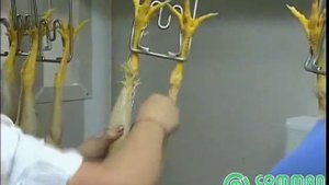 Мобильная (контейнерная) бойня для птицы - 75 час