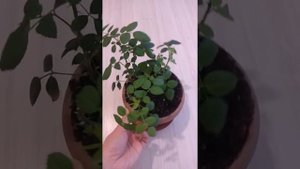 Комнатная роза. Появление новых побегов. Часть 3