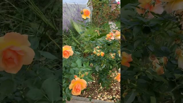 Сад осенью. Хобби доя женщин сегодня смотреть онлайн