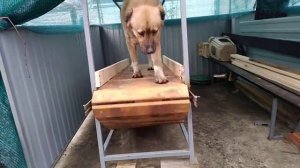 Бегова дорожка для собак