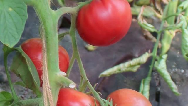 Томат Малиновый мед F1. Если мёд ещё и малиновый, это что-то необычайно восхитительное и вкусное! смотреть онлайн