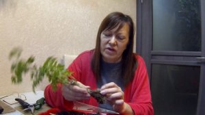 Новинка в коллекции цветов. Полисциас. Сажаю. Болтаю.