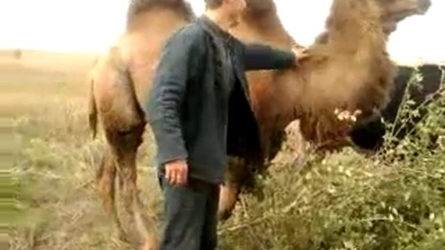 Бермудский верблюд смотреть онлайн