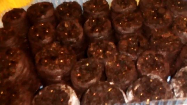Посадка клубники семенами в торфяные горшки эксперемент смотреть онлайн