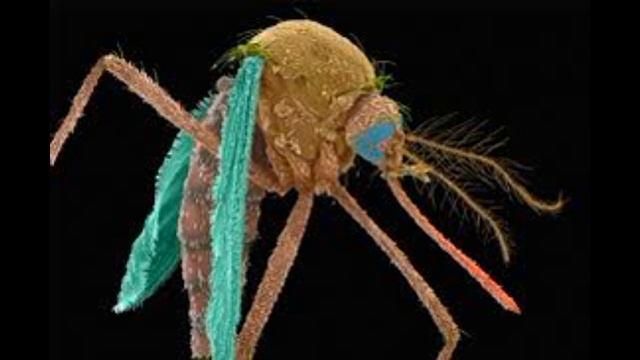 Что будет если съесть пластину от комаров? смотреть онлайн