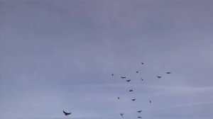 Николаевские - Голуби. Чёрные - Рябобородые. БАРЯТИНО. 26. 10. 2021.г.