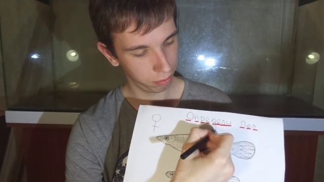 #1 Определи пол у Гуппи. Когда будет рожать Гуппи? смотреть онлайн