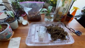 Basic Plant Care Series: #7: how to repot a phalaenopsis orchid