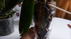 почему гниют корни орхидей после пересадки/ мои наблюдения....