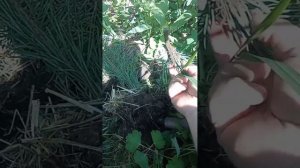 Сосна из ветки-3. Появились ли корни?!