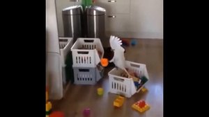 Попугай орет сам на себя.