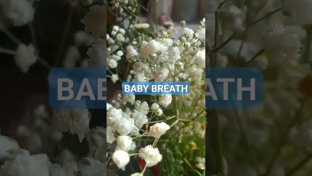 BABY BREATH!! incesbounty#trendingshort#viral#foryou#bungapotong