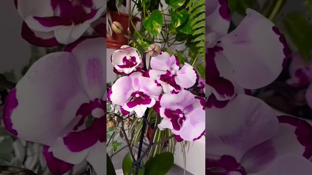 Орхидея Фаленопсис Big lip "Молния"💞💓💞 Orchid Phalaenopsis "King car Dalmatian" Big lip