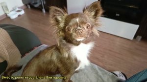 Взяла домой тетрадки первоклассников для проверки