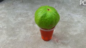 Очень уникальный способ выращивания дерева гуавы из гуавы