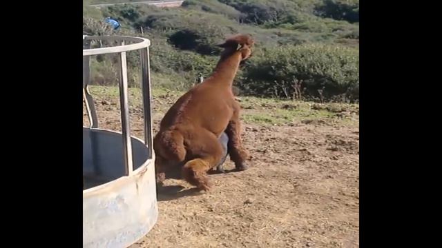Llama mating Pig - Amazing animal mating with other animals смотреть онлайн