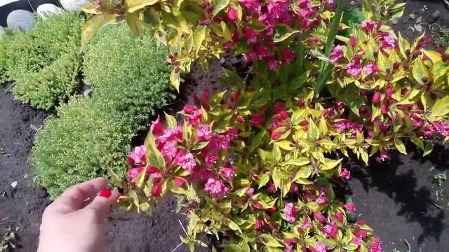 #прогулка#мамаматильда Мой цветущий клематис. Клумбы перед домом.