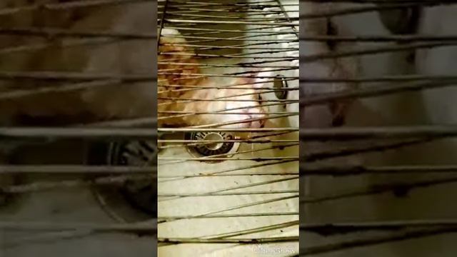 Когда хочешь кушать !!! смотреть онлайн