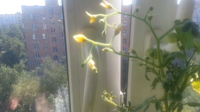 ОГОРОД НА ПОДОКОННИКЕ. ОГУРЦЫ − МОЛОДЦЫ!
