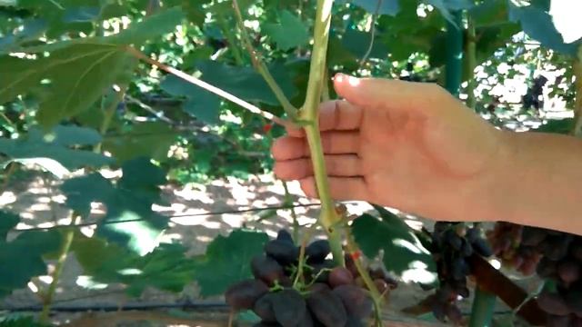 @Виноград 2020 Виноград Рембо селекции Калугина смотреть онлайн