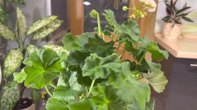 Пеларгония ЕС Персиковый авантюрин, начало цветения. 10.01.2023 смотреть онлайн