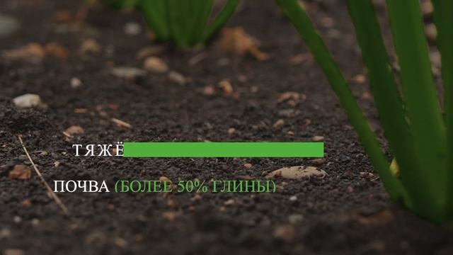 Видеообзоры от ЮгРАС: АФ «Прогресс» о гибридах сахарной свёклы KWS