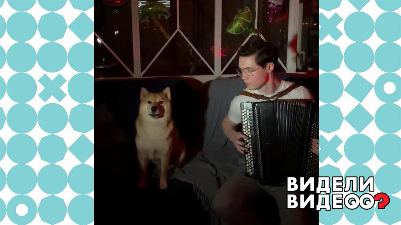 Сиба-ину - любитель душевных песен. Видели видео? Фрагмент выпуска от 18.10.2020