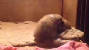 Акита ину.  Akita Inu