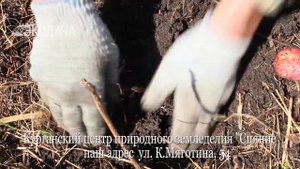 Как лучше картошку посадить #картофельпосадка