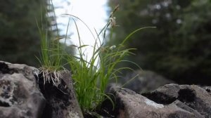 Звуки природы, Болото, лес,  для медитации и сна.