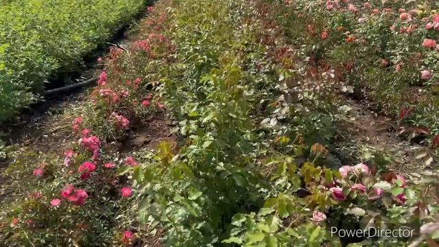 Обзор плетистых роз (часть вторая) смотреть онлайн