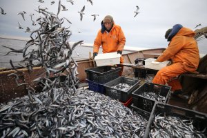 В России отменили соглашение с Великобританией о вылове рыбы в Баренцевом море