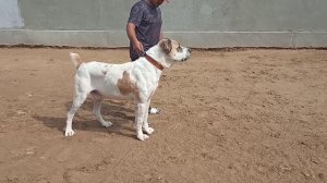 Аркадаш - Ашхабад питомник Алабай. Туркменский Волкодав. Turkmen Alabay . Alabai Dog