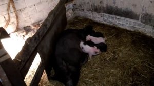 Поросята после кастрации. Грыжа