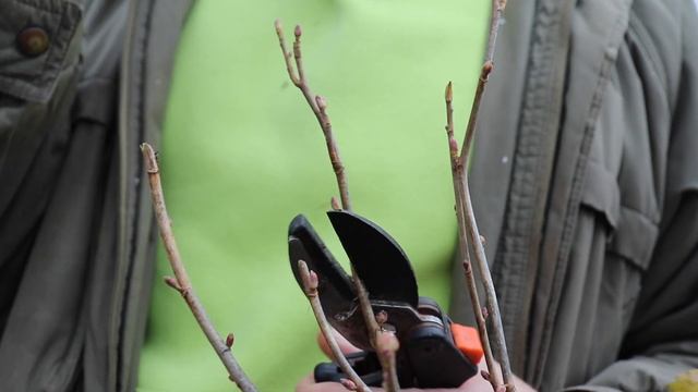 Как провести обрезку смородины осенью? смотреть онлайн