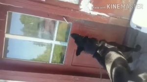 Черная немецкая овчарка в деле!!!