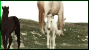 Далеко, далеко ускакала молодая лошадь