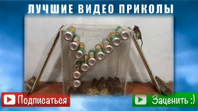 Самые Лучшие Мышеловки //Супер Мышеловка Ловушка для Мышей. Мыши в Ловушке .