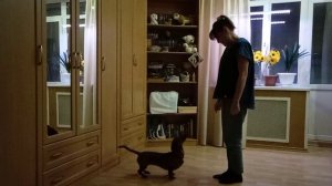 Занятия с собакой дома