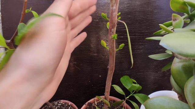 Обзор растений на открытом балконе, лето 2021 г. смотреть онлайн