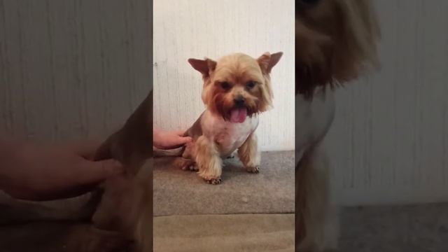 A Yorkshire Terrier boy has prepared his coat for the summer heat. /Мальчик йорк подстригся на лето