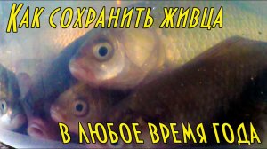Как сохранить живца живым в любое время года How to keep a live bait